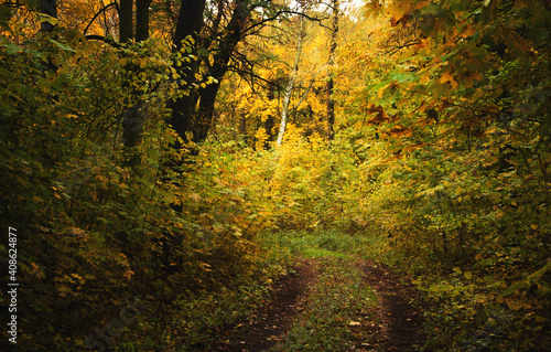 autumn in the forest © Sieku Photo
