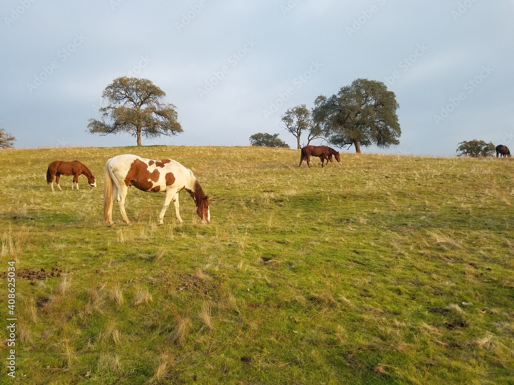 Horse Landscape