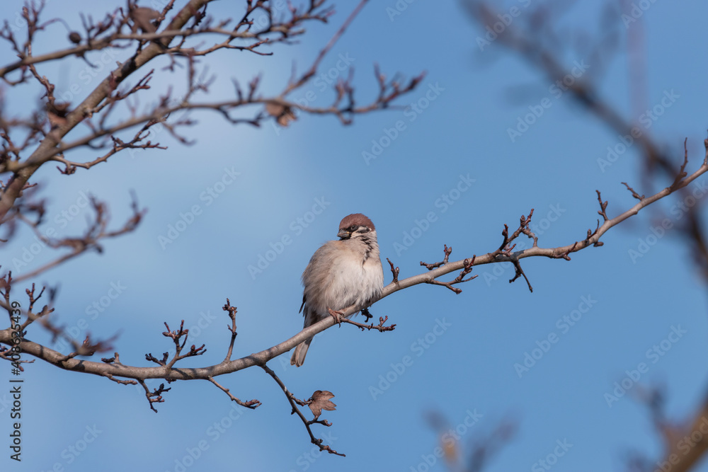 Tree sparrow  sitting on a stoma branch in the background of blue sky. (Passer montanus)