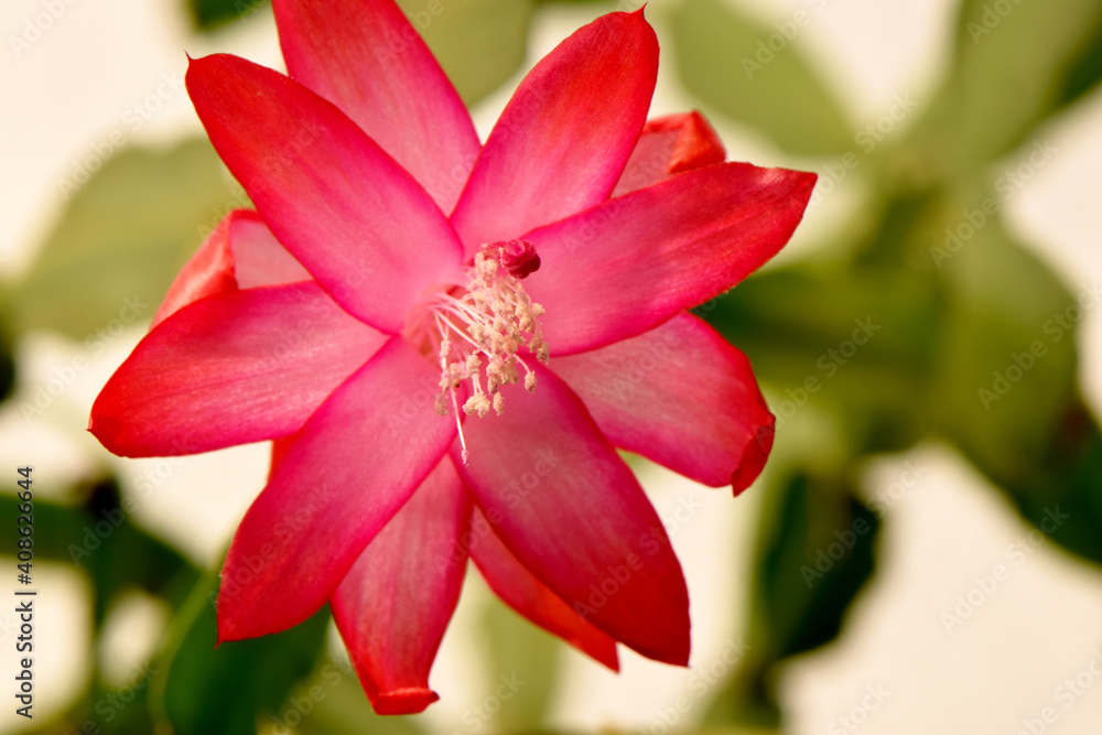 Fototapeta premium Christmas Cactus Star Flower 01