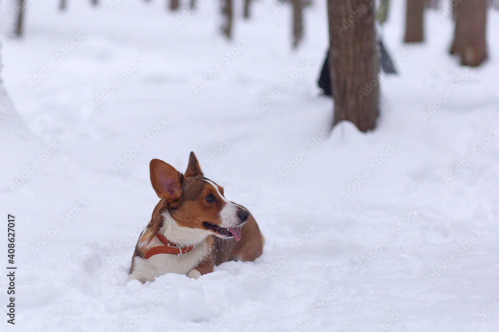 Beautiful little dog in the snow, corgi Beautiful little dog in the snow, corgi