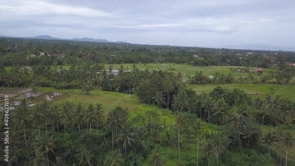 jungle view on Bali island jungle view on Bali island