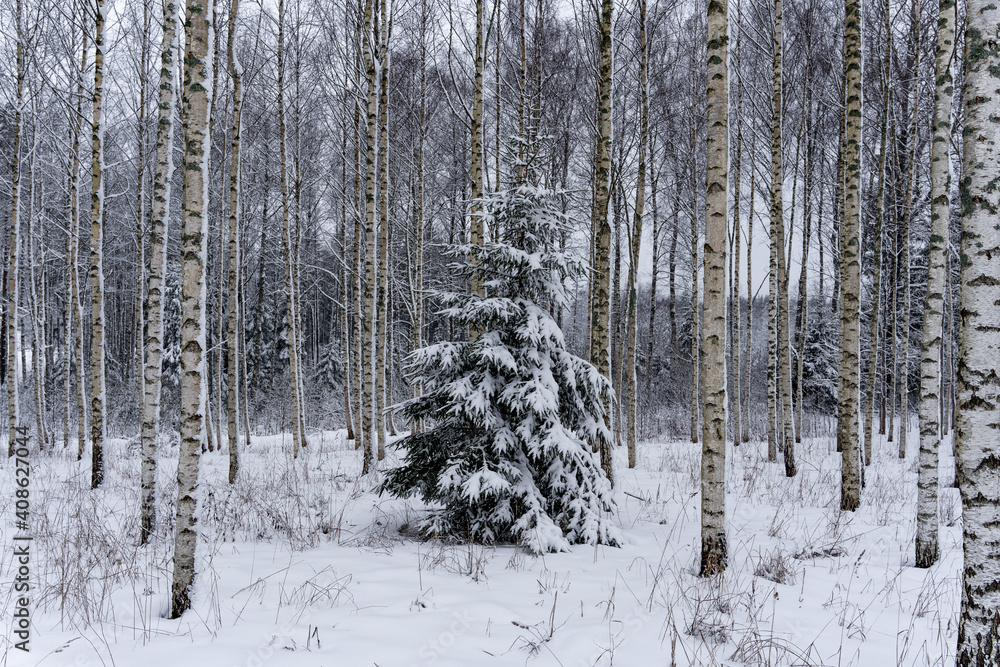 latvian birch grove in winter when there is a lot of white snow and in the middle there is a green spruce on which snow has fallen latvian birch grove in winter when there is a lot of white snow and in the middle there is a green spruce on which snow has fallen