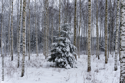 latvian birch grove in winter when there is a lot of white snow and in the middle there is a green spruce on which snow has fallen