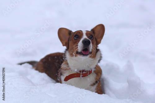 Fototapeta Naklejka Na Ścianę i Meble -  Funny little dog in the snow, corgi