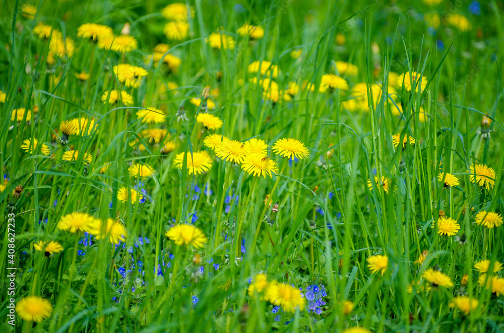 yellow flowers on a meadow