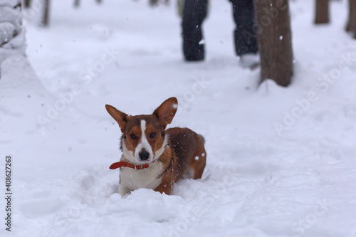 Beautiful little dog in the snow, corgi