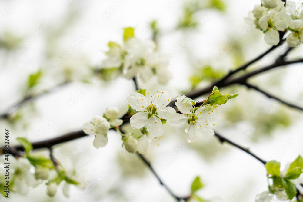 Apple tree blooming in spring with white flowers, close-up, tinted image, spring flowers selective focus Apple tree blooming in spring with white flowers, close-up, tinted image, spring flowers selective focus