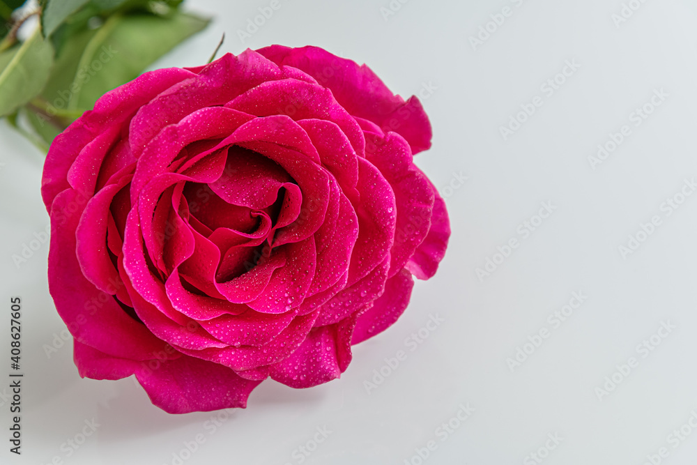 Fototapeta premium red rose in water drops on white surface close up