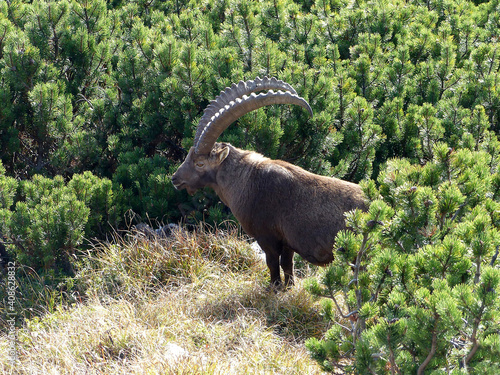 Alpine ibex  Capra ibex  in the high mountains between mountain pines