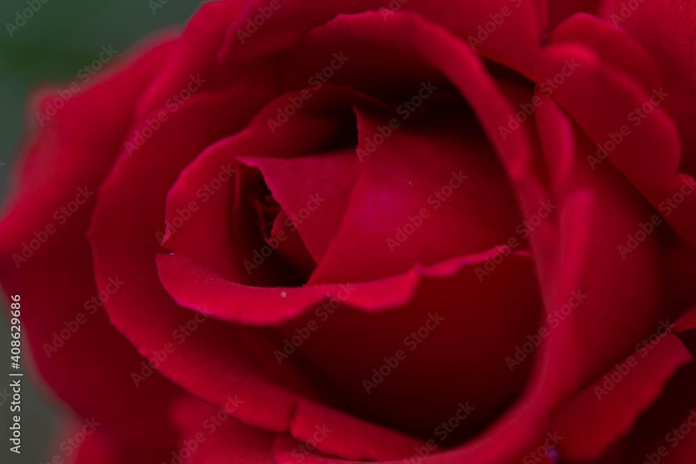 close up of a rose close up of a rose