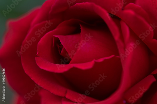 Fototapeta Naklejka Na Ścianę i Meble -  close up of a rose