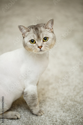 Beautiful gray scottish fold cat. Haircut cat with shaved hair on the body, pet haircut