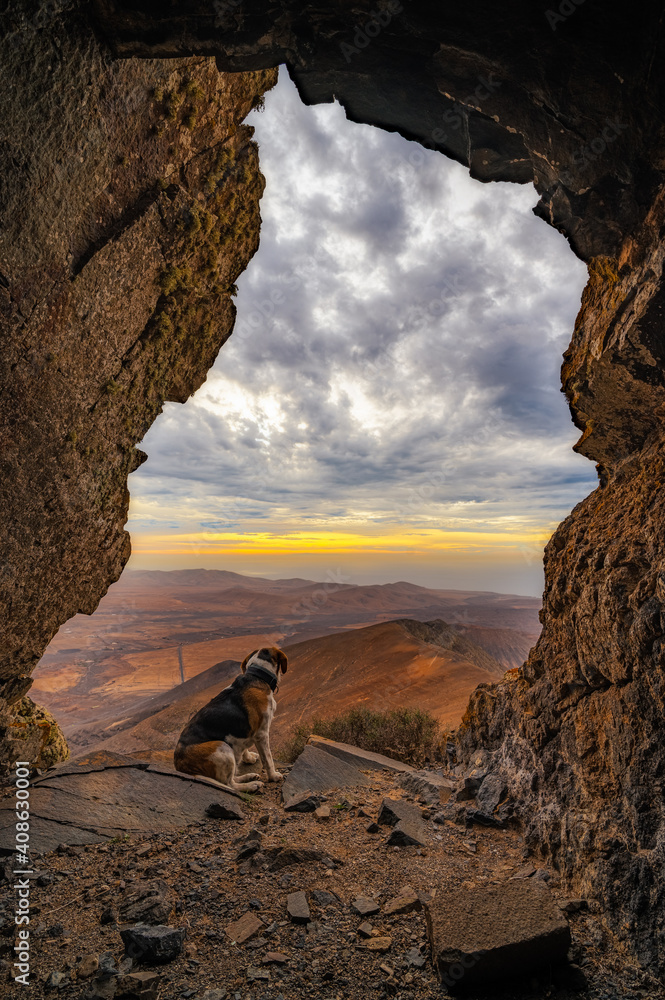 beautiful beagle dog in a cave in the mountain with sunset