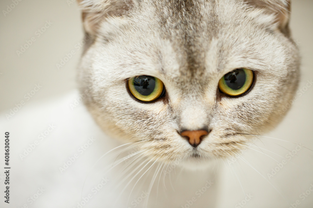 Beautiful gray scottish fold cat. Haircut cat with shaved hair on the body, pet haircut