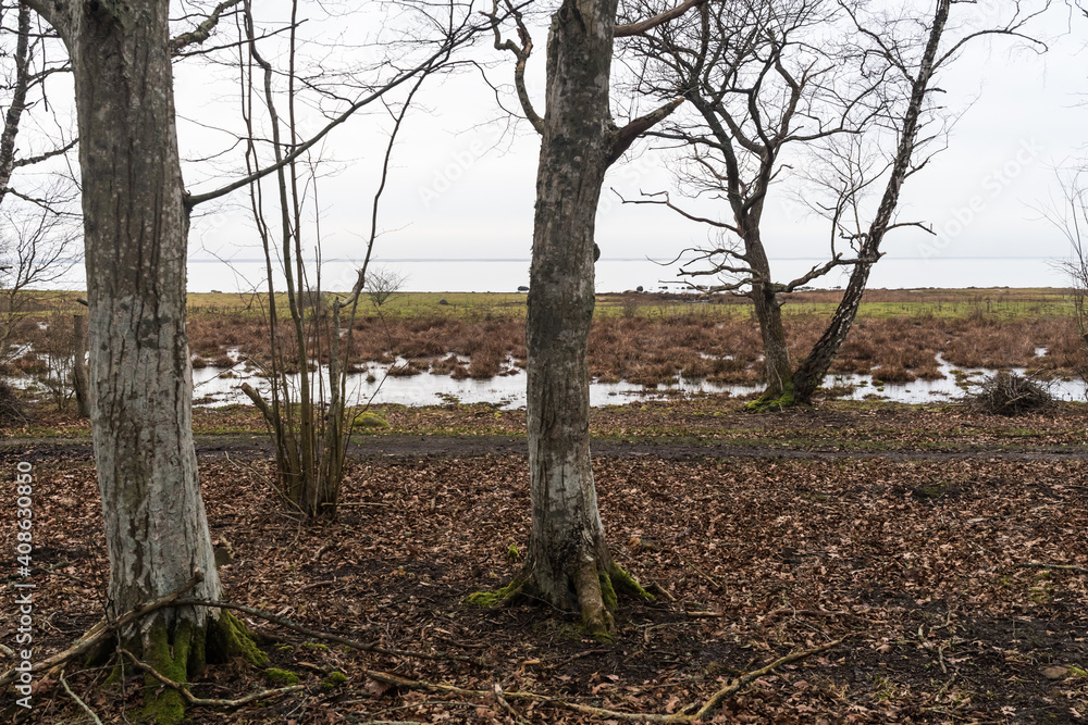 Fototapeta premium Hornbeam trees by the coast