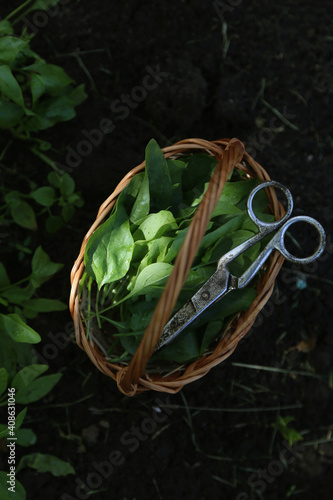 Image of a young crop of greens in a basket. photo