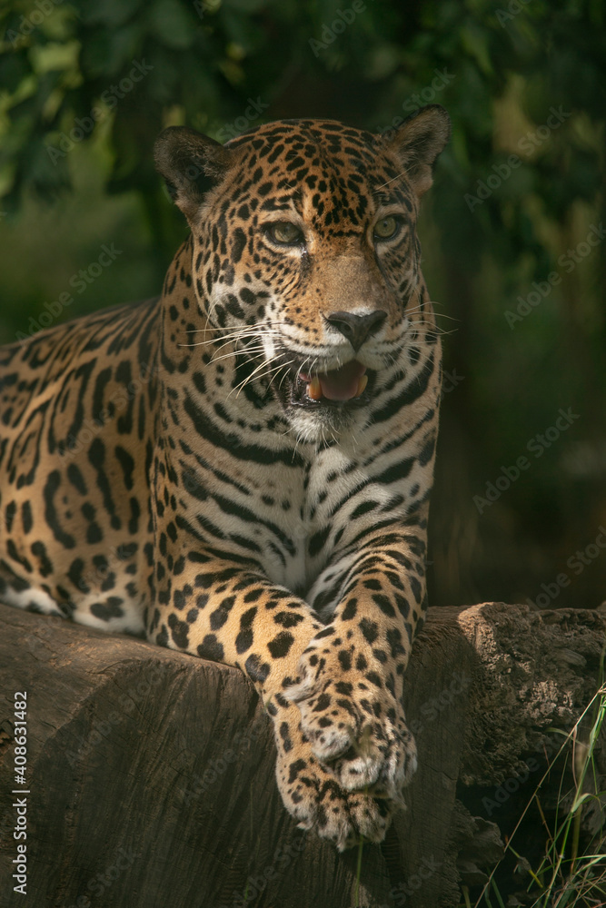 Leopard in a Game Reserve in Cost Rica, Central America Leopard in a Game Reserve in Cost Rica, Central America