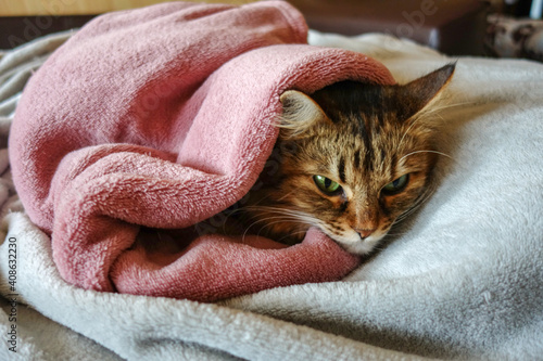 Cat under a warm pink blanket.
