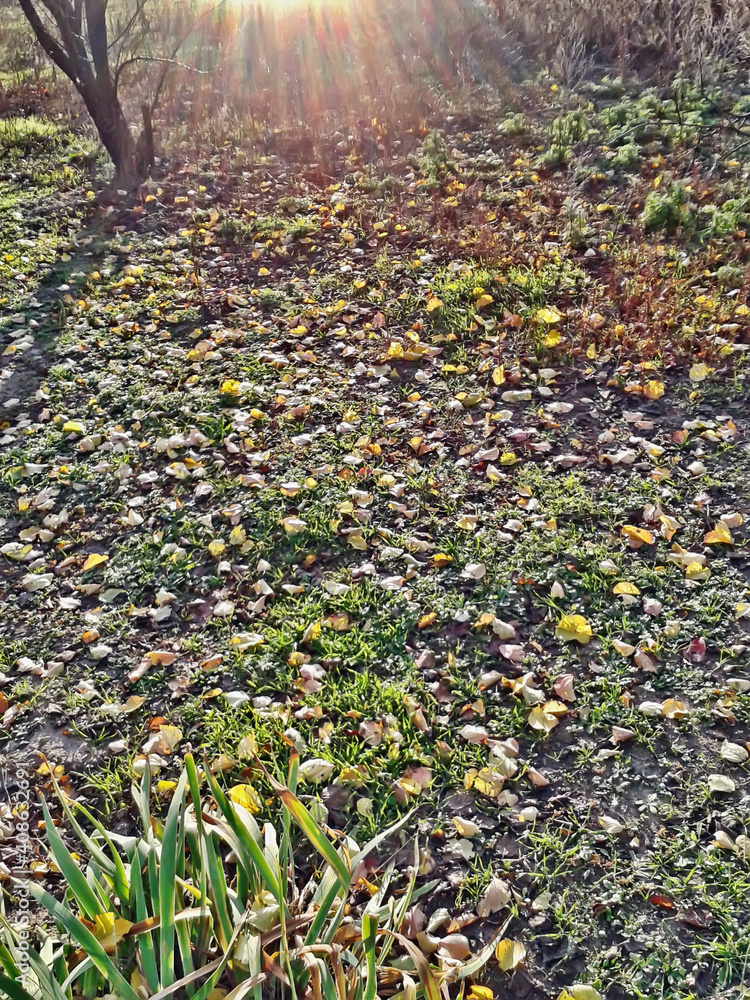 Obraz premium Autumn motive.Composition 9.