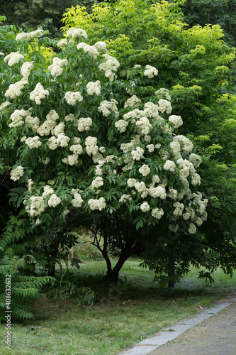 Fototapeta Naklejka Na Ścianę i Meble -  Sambucus nigra bush blooms with white flowers in the park in summer