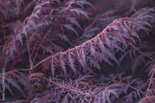 Texture of Rhus leaves tinted in purple. Natural background, idea, design photo