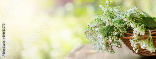 Quadro su tela white inflorescence of valerian in summer in basket on wooden table on green blurred background