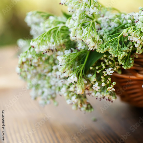 white inflorescence of valerian in summer in basket on wooden table on green blurred background . Flowers herbal plants used in traditional and alternative medicine as sedative and tranquilizer.