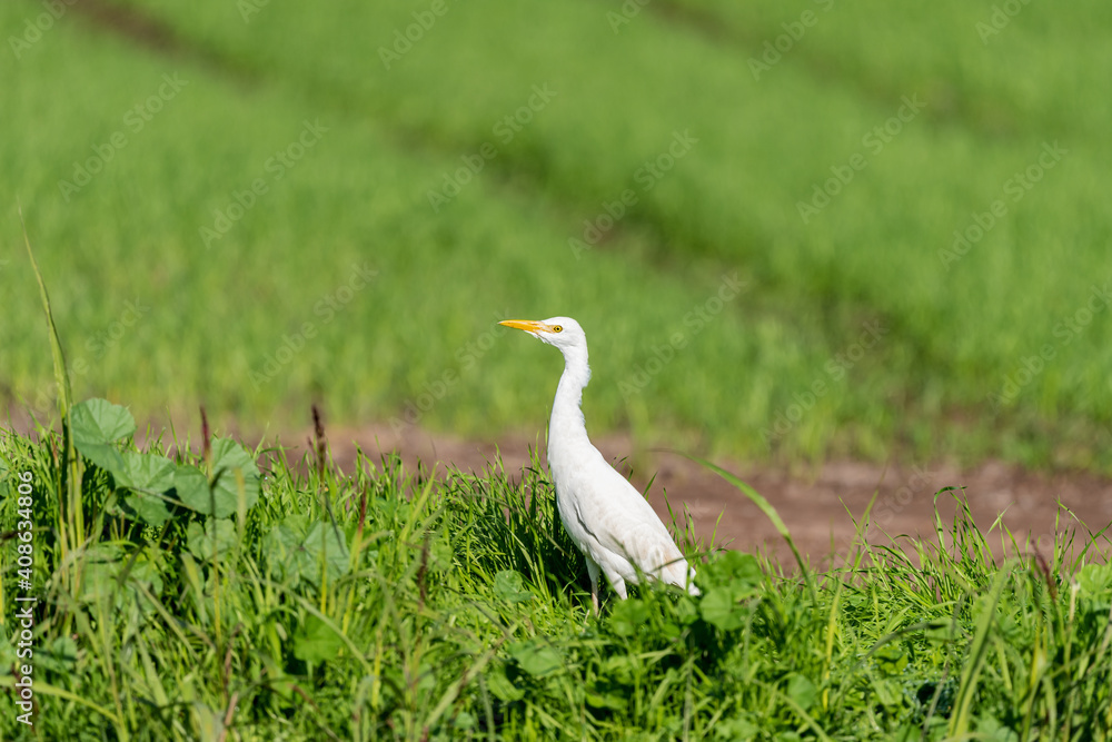 Cattle Egret in an early autumn morning in a field near Agamon Hula, Israel. Cattle Egret in an early autumn morning in a field near Agamon Hula, Israel.