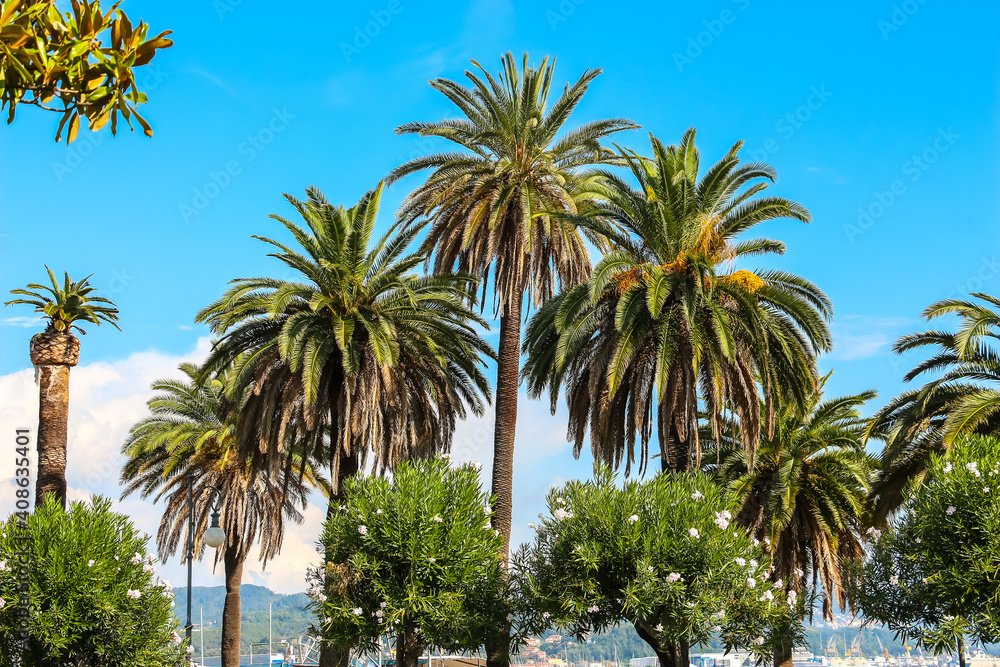 Palm trees against the blue sky, sunny day in La Spezia, Italy.