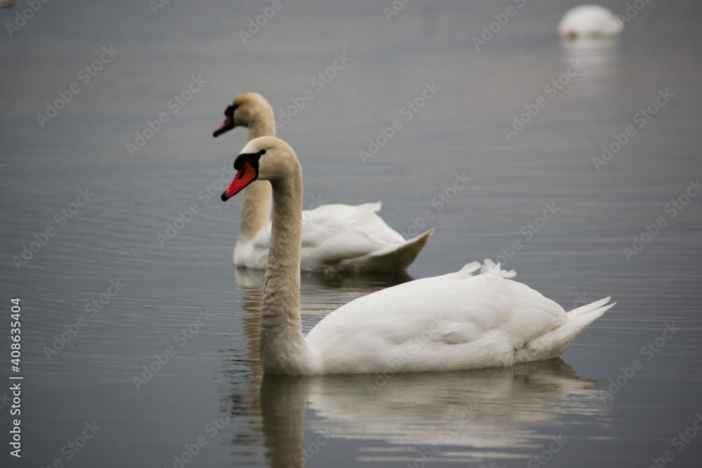 Fototapeta premium swan on the lake