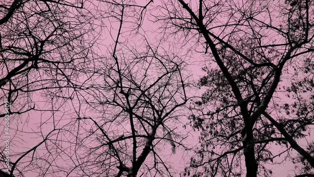 Spooky black bare tree branches high in bloody sky with flying birds silhouettes and blur pink colored snowflakes falling into camera. Atmosphere of horror, fear, murder, creepy Halloween background Spooky black bare tree branches high in bloody sky with flying birds silhouettes and blur pink colored snowflakes falling into camera. Atmosphere of horror, fear, murder, creepy Halloween background
