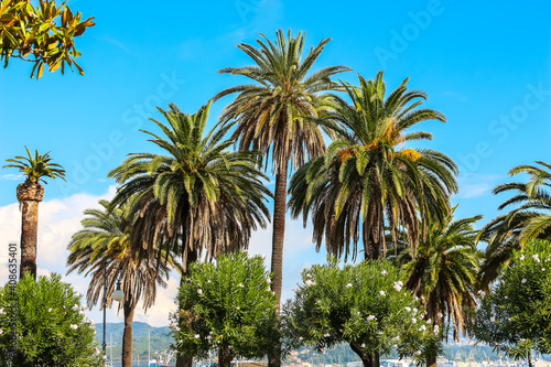 Palm trees against the blue sky, sunny day in La Spezia, Italy. © Denis