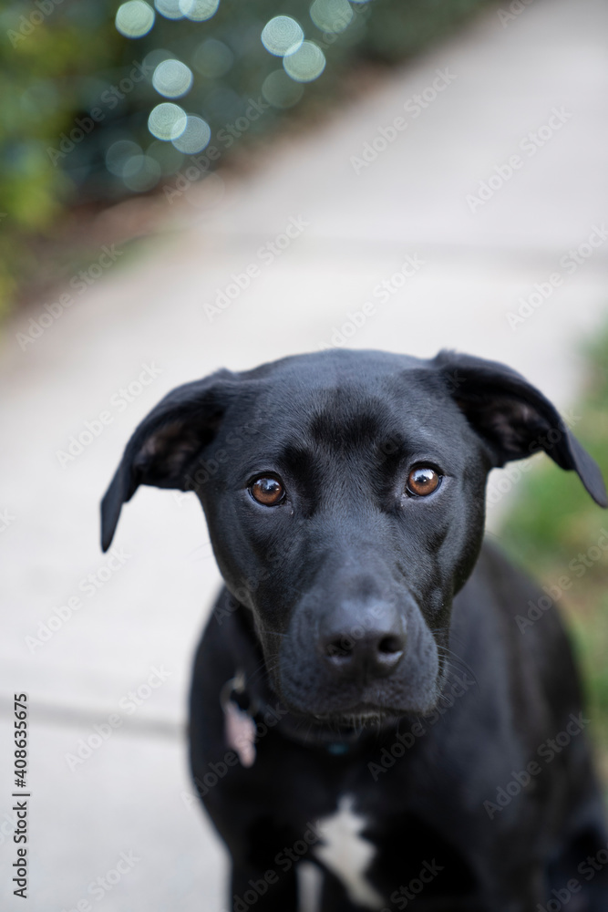 portrait of a dog