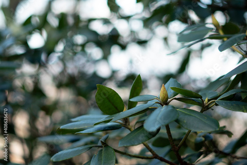green leaves on the tree