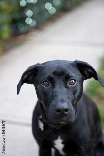 portrait of a dog