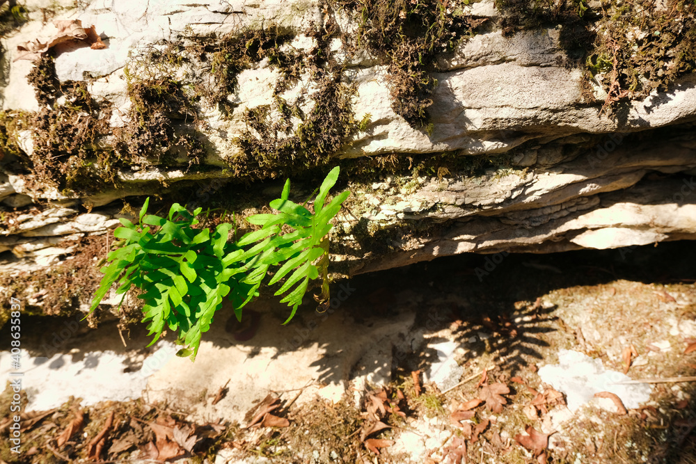 A green fresh sprout of a fern plant has grown on a limestone rock in a forest covered with last year's dry moss and withered leaves, spring is coming