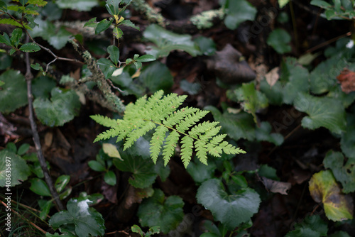 Fern in the wild