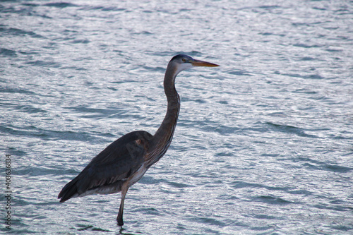 great heron