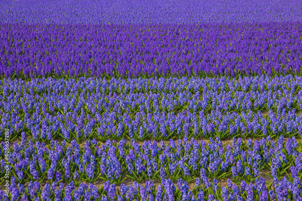 Fototapeta premium Blooming fragrant fields of hyacinth flowers.