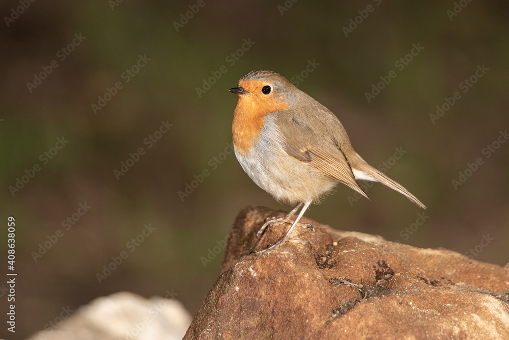petirrojo en el suelo del bosque (Erithacus rubecula) petirrojo en el suelo del bosque (Erithacus rubecula)