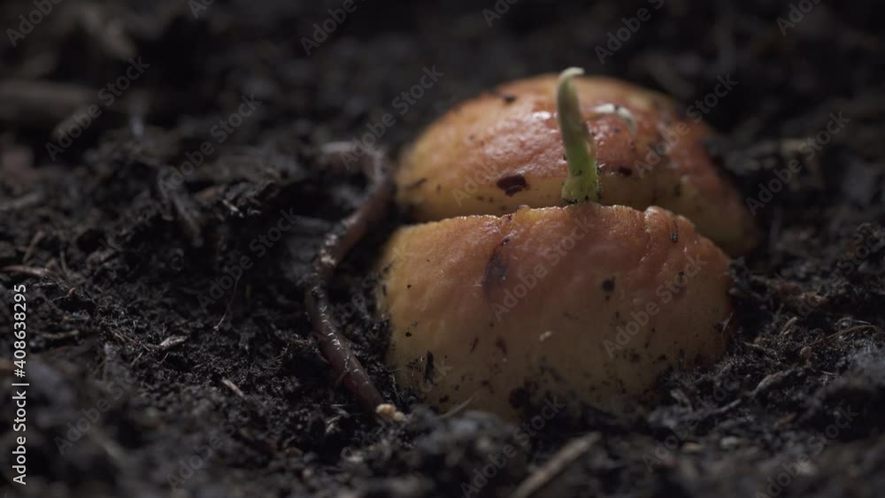 A Earthworm try to go back into the soil near an avocado seed, macro A Earthworm try to go back into the soil near an avocado seed, macro