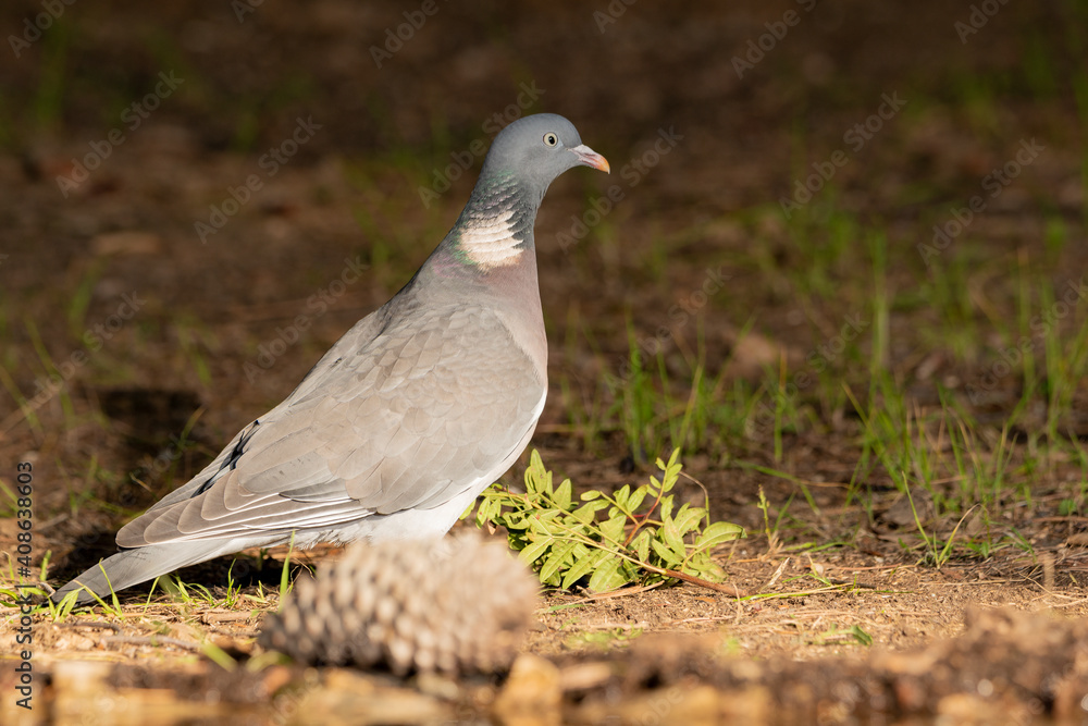 Fototapeta premium paloma torcaz