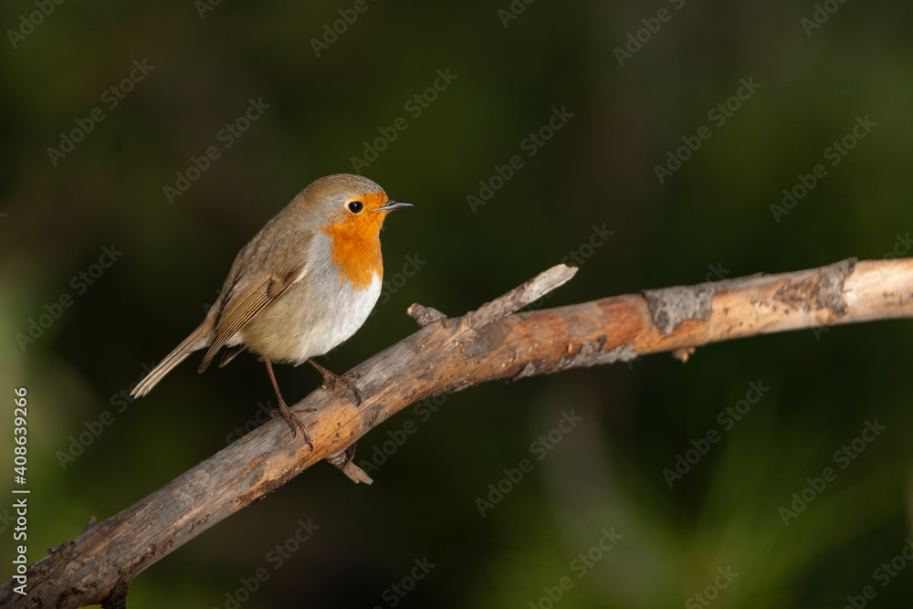 petirrojo posado en una rama con fondo verde (Erithacus rubecula)