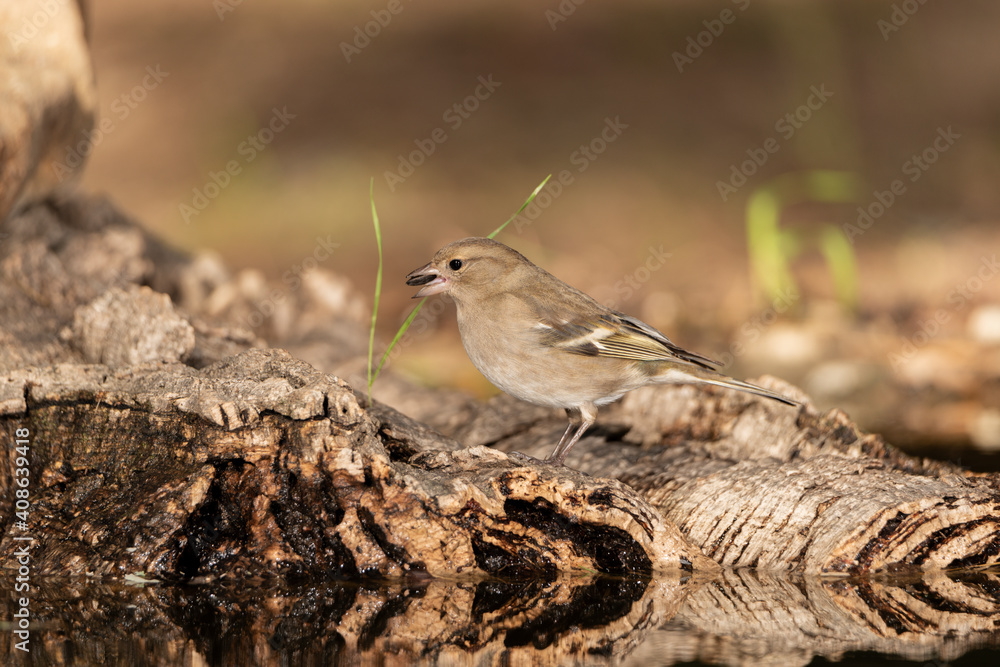 pinzón vulgar hembra en la charca del bosque (Fringilla coelebs) pinzón vulgar hembra en la charca del bosque (Fringilla coelebs)