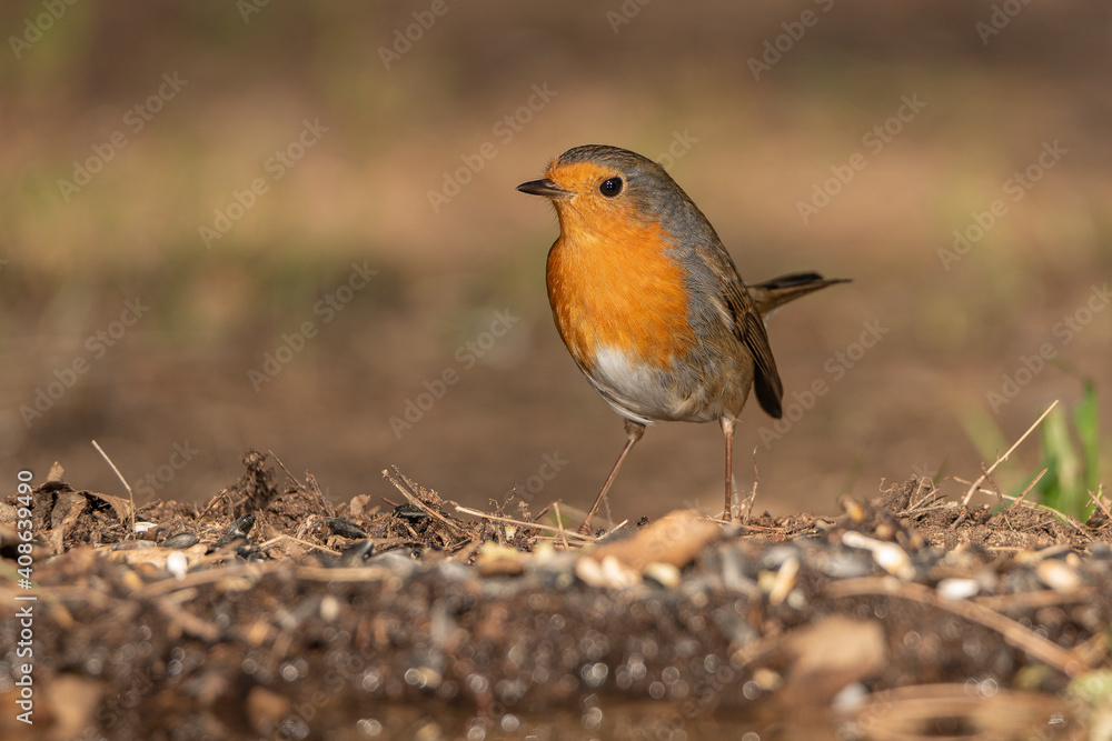 petirrojo en el suelo del parque (Erithacus rubecula) petirrojo en el suelo del parque (Erithacus rubecula)