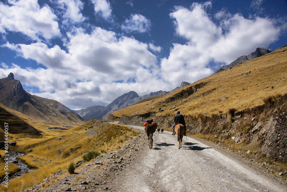Pack mules on the trail on the Cordillera Huayhuash circuit, Ancash, Peru
