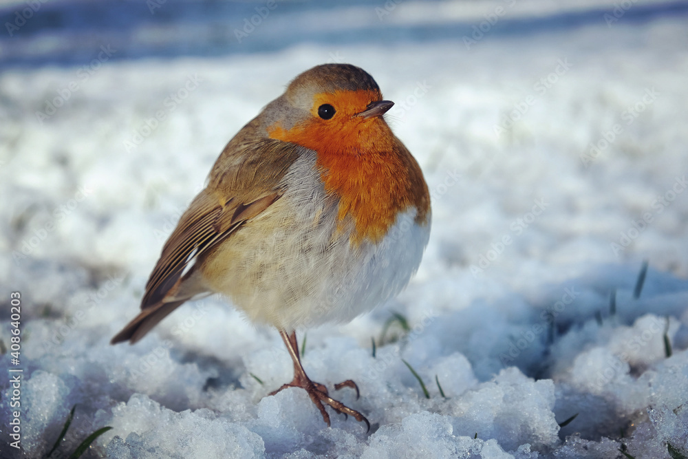 The European robin (Erithacus rubecula) fluffed up to keep warm in the snow The European robin (Erithacus rubecula) fluffed up to keep warm in the snow