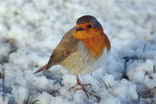The European robin (Erithacus rubecula) fluffed up to keep warm in the snow © Alexandra