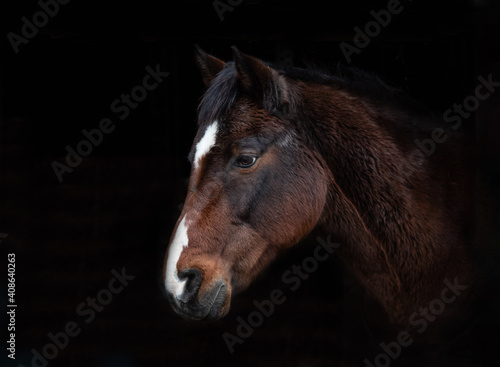 Принти на полотні Dark bay horse head with white blaze on a black background